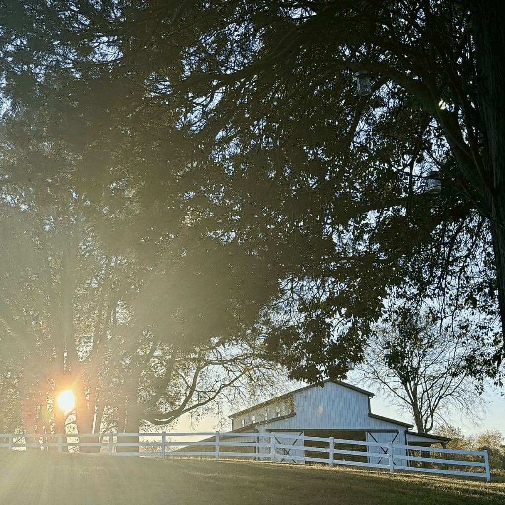 Bride and groom walking through Grahams Estate at sunset