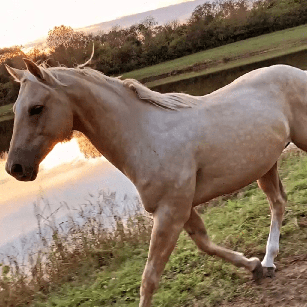 Palomino horse walking by lake at sunset at Grahams Estate Gallatin TN