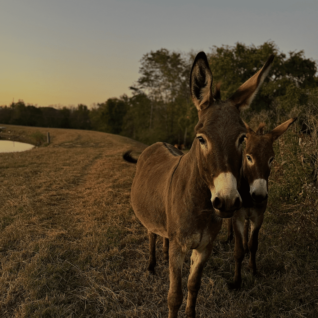 Two donkeys standing near pond at sunset on the Grahams Estate property in Gallatin Tennessee