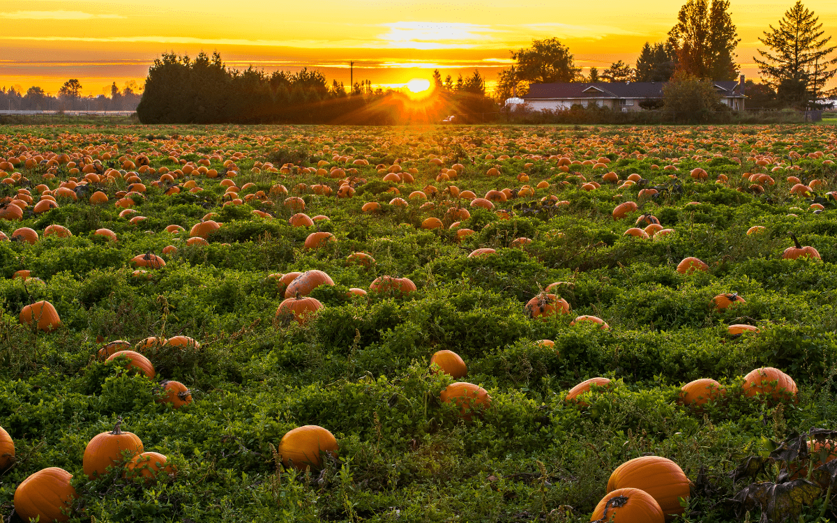 Pumpkin patch near Nashville with rows of bright orange pumpkins
