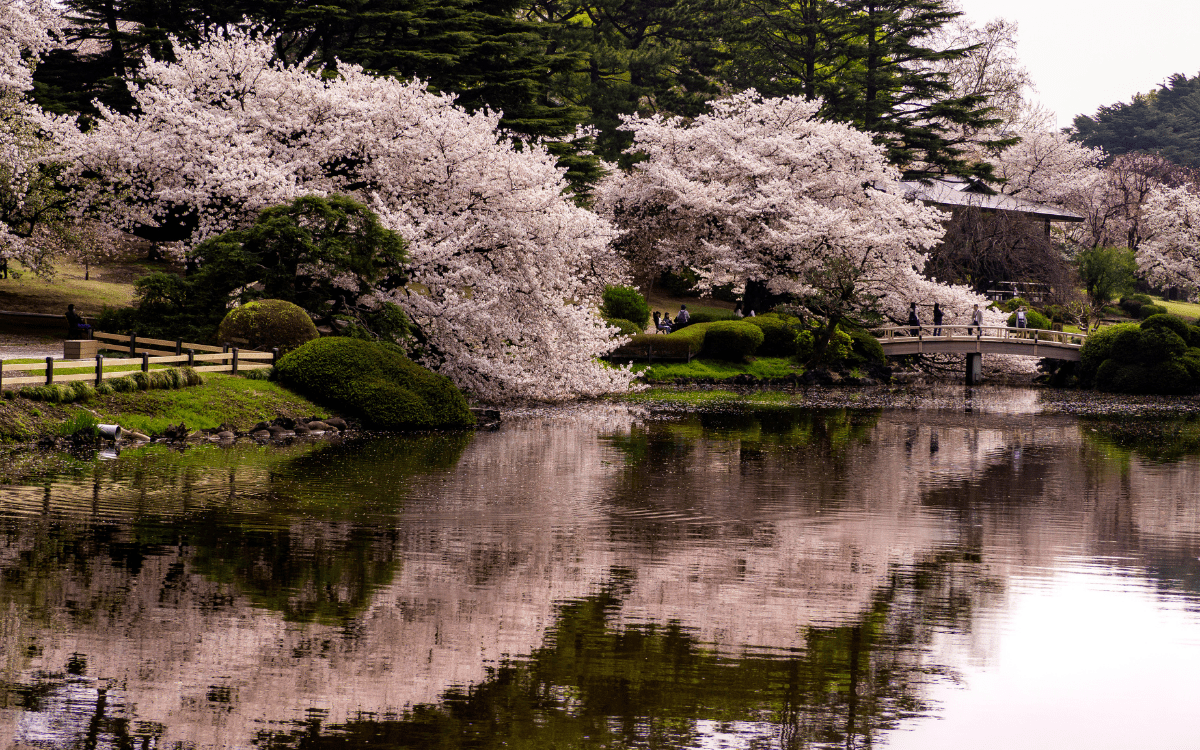 Cherry blossoms blooming in downtown Nashville during spring festival