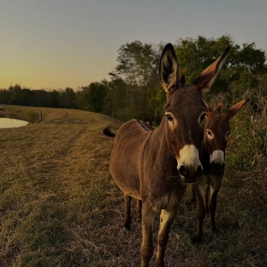 Two farm donkeys at Grahams Estate wedding venue in Gallatin TN during a sunset pasture walk