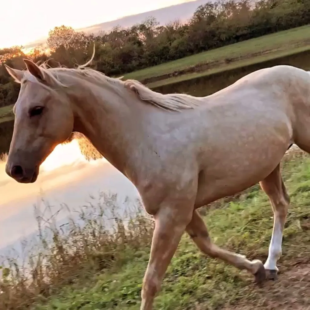 Horse walking near the pond at Grahams Estate, showcasing the natural countryside setting of the wedding venue in Gallatin Tennessee