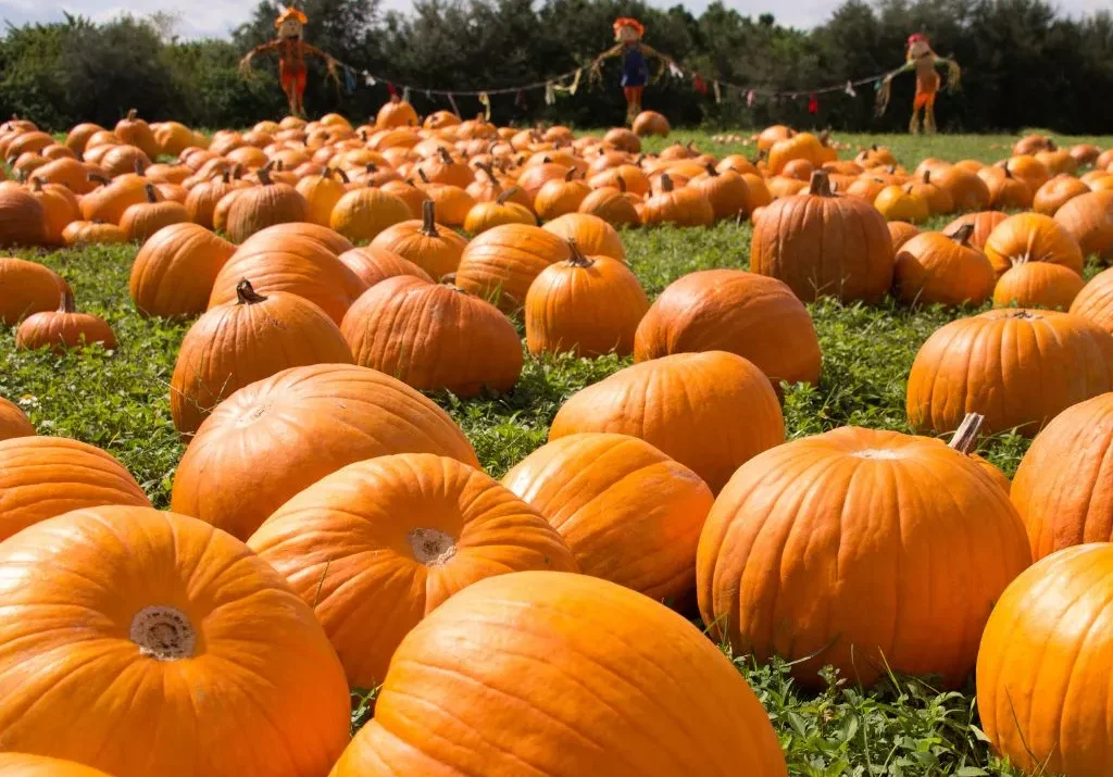 Things to Do Around Nashville in Fall | Couples & Wedding Guests Guide