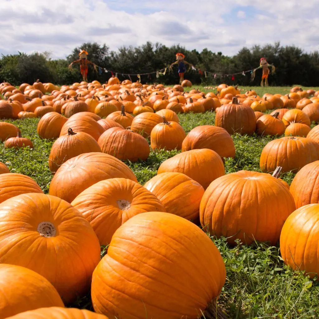 Large pumpkin patch filled with bright orange pumpkins on a sunny fall day