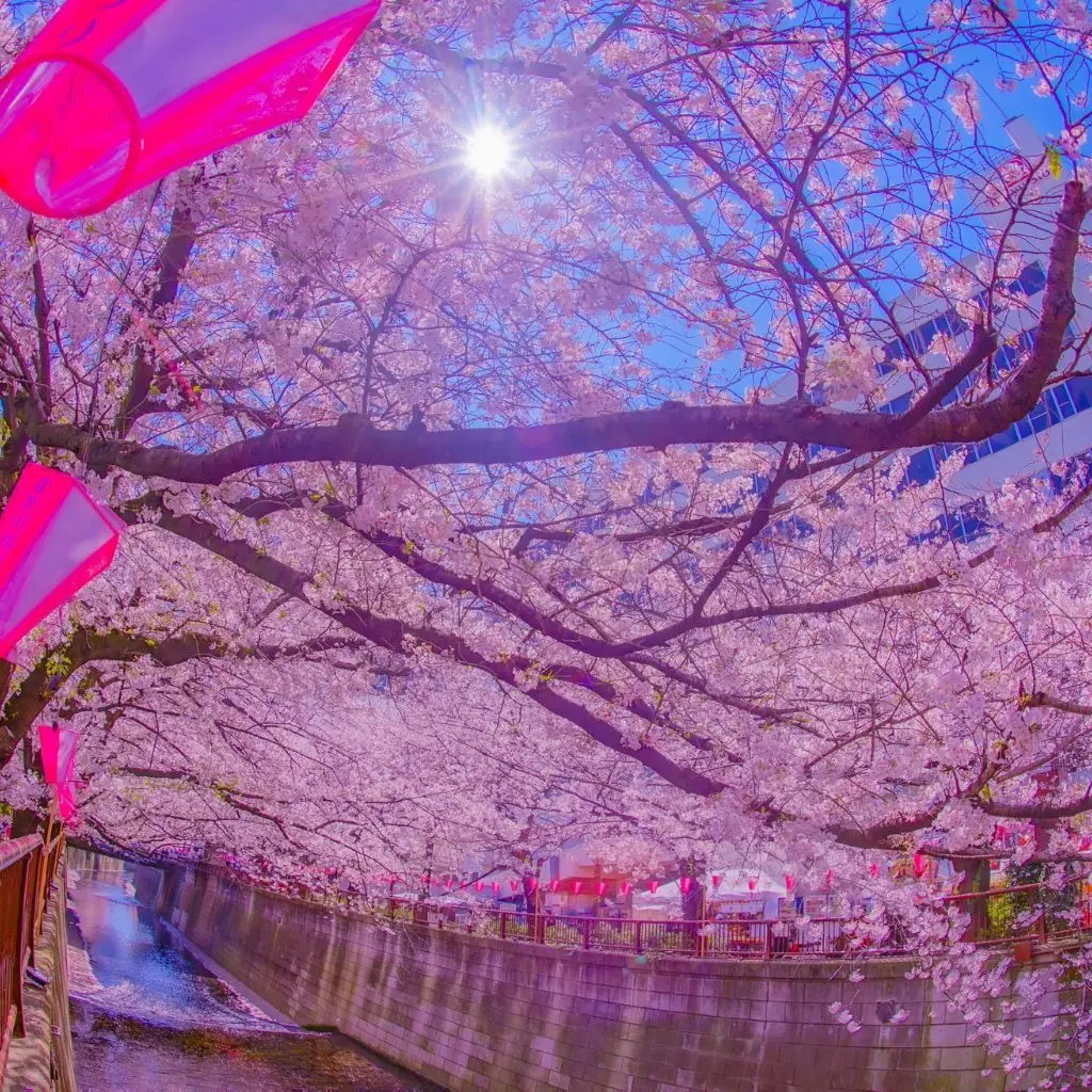Cherry blossoms in full bloom along a riverside walkway in Nashville during spring festival