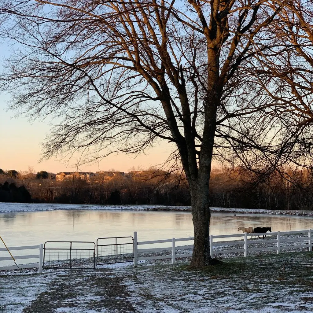 Winter view of the frozen pond and horses near a tree at a wedding venue in Gallatin TN.